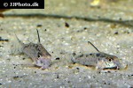hoplisoma species cw112 hoplisoma species cw112