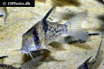 hoplisoma species cw115 hoplisoma species cw115