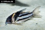 hoplisoma species cw127 hoplisoma species cw127