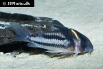 hoplisoma species cw127 hoplisoma species cw127