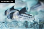 hoplisoma species cw158 hoplisoma species cw158