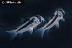 hoplisoma species cw169 hoplisoma species cw169