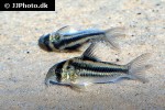 hoplisoma species cw169 hoplisoma species cw169