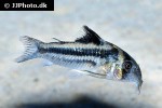 hoplisoma species cw169 hoplisoma species cw169