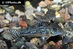 hoplisoma species hybrid hoplisoma species hybrid