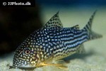 hoplisoma sterbai hoplisoma sterbai