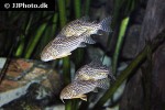 hoplisoma sterbai hoplisoma sterbai