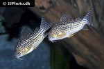 hoplisoma sterbai hoplisoma sterbai