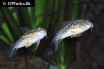 hoplisoma sterbai hoplisoma sterbai