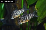 hoplisoma sterbai hoplisoma sterbai