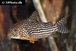 hoplisoma sterbai hoplisoma sterbai