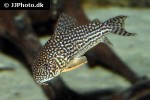 hoplisoma sterbai hoplisoma sterbai