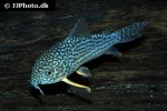 hoplisoma sterbai hoplisoma sterbai