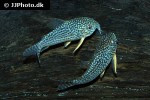 hoplisoma sterbai hoplisoma sterbai