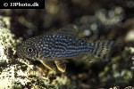 hoplisoma sterbai hoplisoma sterbai