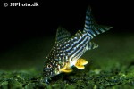 hoplisoma sterbai hoplisoma sterbai