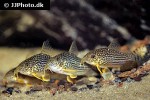 hoplisoma sterbai hoplisoma sterbai