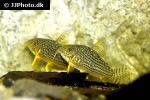 hoplisoma sterbai hoplisoma sterbai