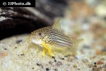 hoplisoma sterbai hoplisoma sterbai