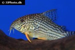 hoplisoma sterbai hoplisoma sterbai
