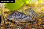 hoplisoma sterbai hoplisoma sterbai
