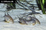 hoplisoma sterbai hoplisoma sterbai