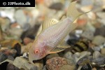 hoplisoma sterbai albino hoplisoma sterbai albino