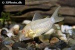 hoplisoma sterbai albino hoplisoma sterbai albino