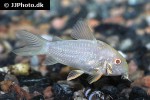hoplisoma sterbai albino hoplisoma sterbai albino