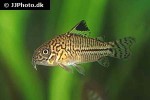 hoplisoma trilineatum hoplisoma trilineatum