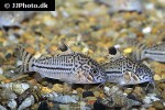 hoplisoma trilineatum hoplisoma trilineatum
