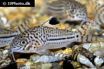 hoplisoma trilineatum hoplisoma trilineatum