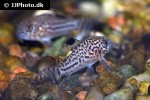 hoplisoma trilineatum hoplisoma trilineatum
