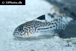 hoplisoma trilineatum hoplisoma trilineatum