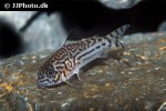 hoplisoma trilineatum hoplisoma trilineatum