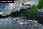 hoplisoma trilineatum hoplisoma trilineatum