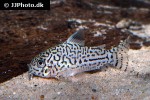 hoplisoma trilineatum hoplisoma trilineatum