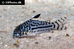 hoplisoma trilineatum hoplisoma trilineatum