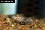 hoplisoma trilineatum hoplisoma trilineatum