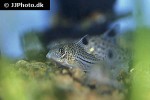 hoplisoma trilineatum hoplisoma trilineatum