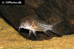 hoplisoma trilineatum hoplisoma trilineatum