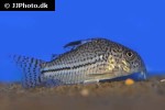 hoplisoma trilineatum hoplisoma trilineatum