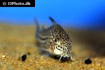 hoplisoma trilineatum hoplisoma trilineatum