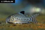 hoplisoma trilineatum hoplisoma trilineatum