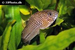 hoplisoma trilineatum hoplisoma trilineatum
