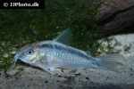 hoplisoma urucu hoplisoma urucu