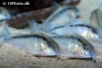 hoplisoma urucu hoplisoma urucu