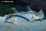 hoplisoma urucu hoplisoma urucu