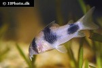 hoplisoma weitzmani hoplisoma weitzmani