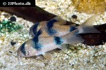 hoplisoma weitzmani hoplisoma weitzmani